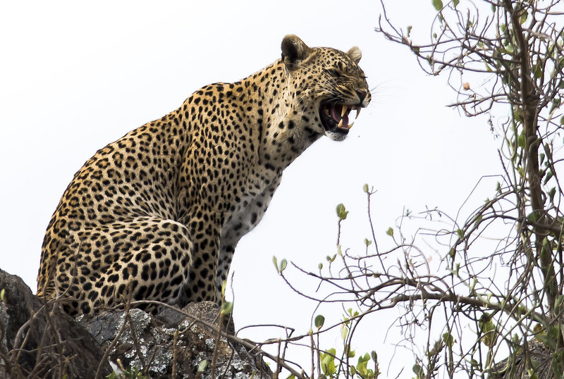 Pourquoi la Tanzanie est-elle la bonne destination ?