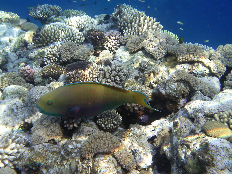 L'Afrique a-t-elle aussi des spots de pêche sportive ?